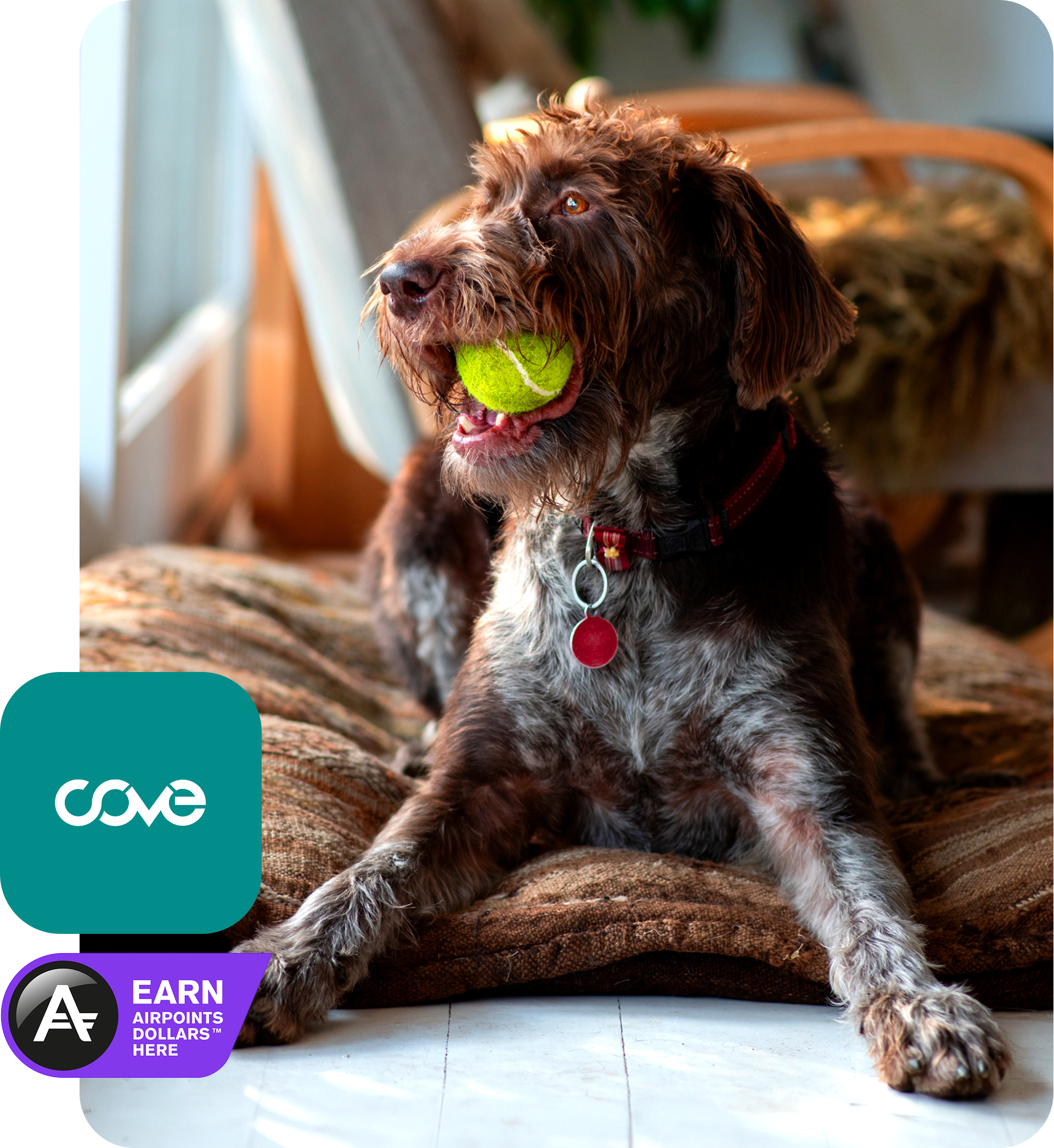 Dog with a ball in it's mouth