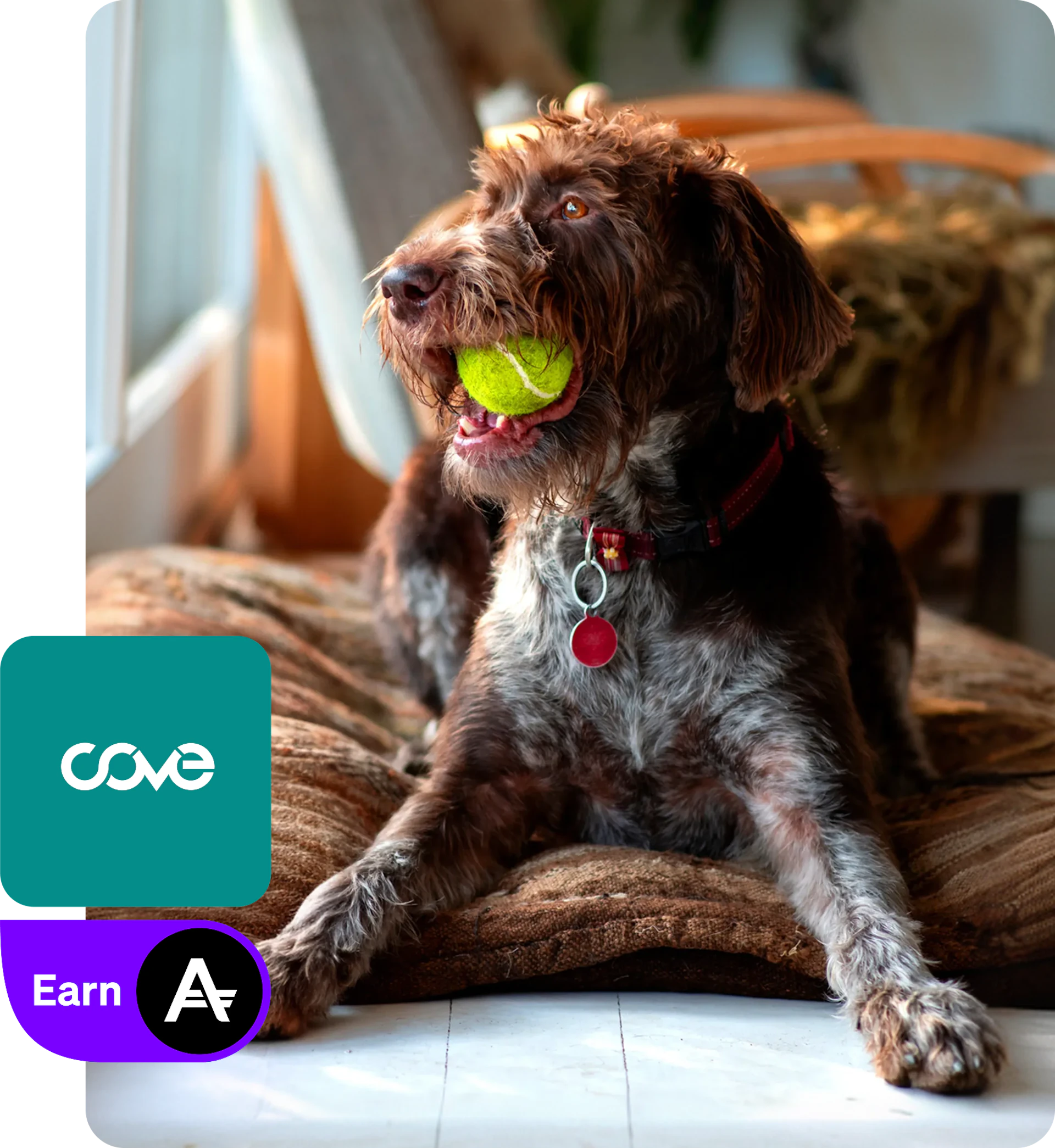 Dog with a ball in it's mouth